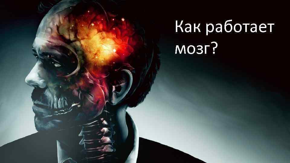 Как работает мозг? 