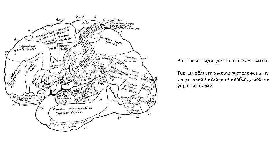 Вот так выглядит детальная схема мозга. Так как области в мозге расположены не интуитивно
