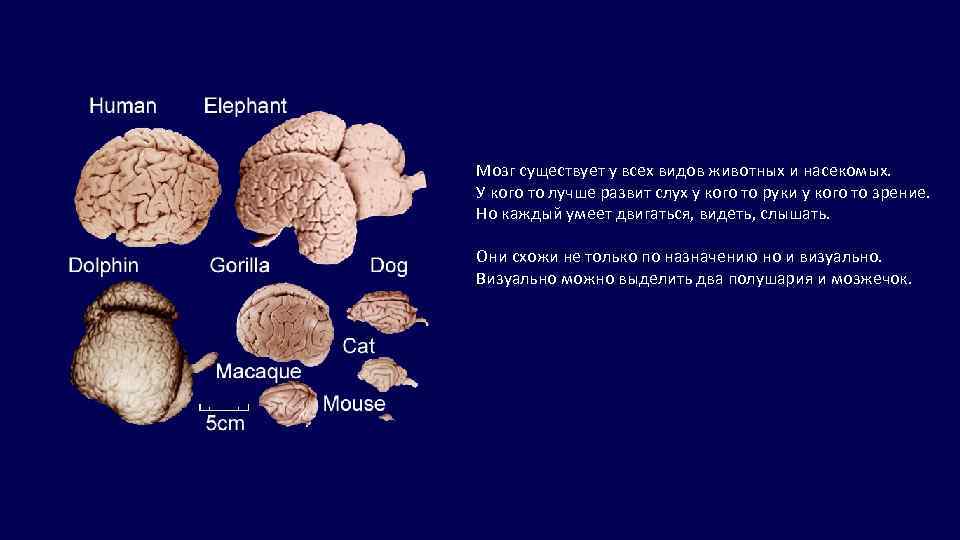 Мозг существует у всех видов животных и насекомых. У кого то лучше развит слух