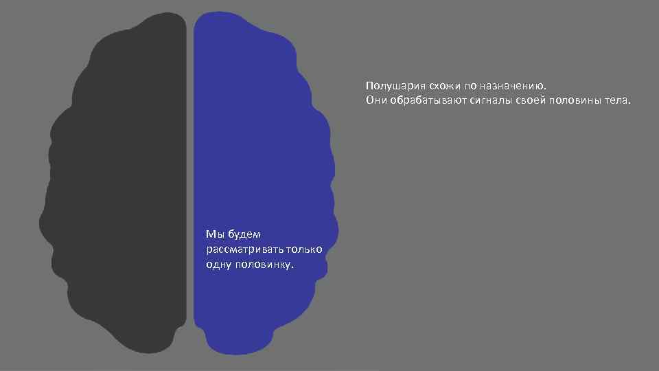 Полушария схожи по назначению. Они обрабатывают сигналы своей половины тела. Мы будем рассматривать только