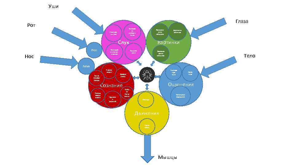Уши Глаза Рот Пониман ие мелодии тонов Пониман ие слов Располож ение объектов Картинки