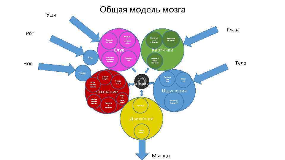 Общая модель мозга Уши Глаза Рот Пониман ие мелодии тонов Пониман ие слов Располож