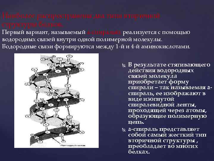 Наиболее распространены два типа вторичной структуры белков. Первый вариант, называемый a-спиралью, реализуется с помощью