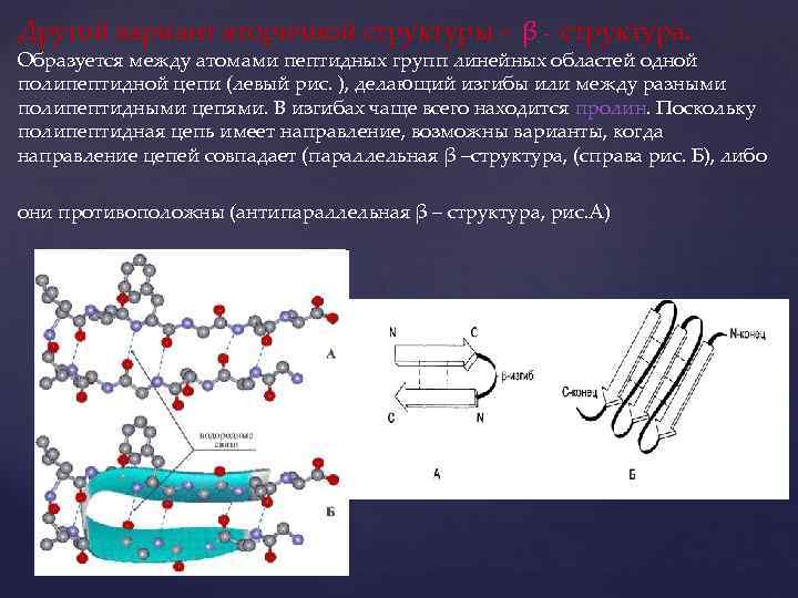 Другой вариант вторичной структуры - β - структура. Образуется между атомами пептидных групп линейных