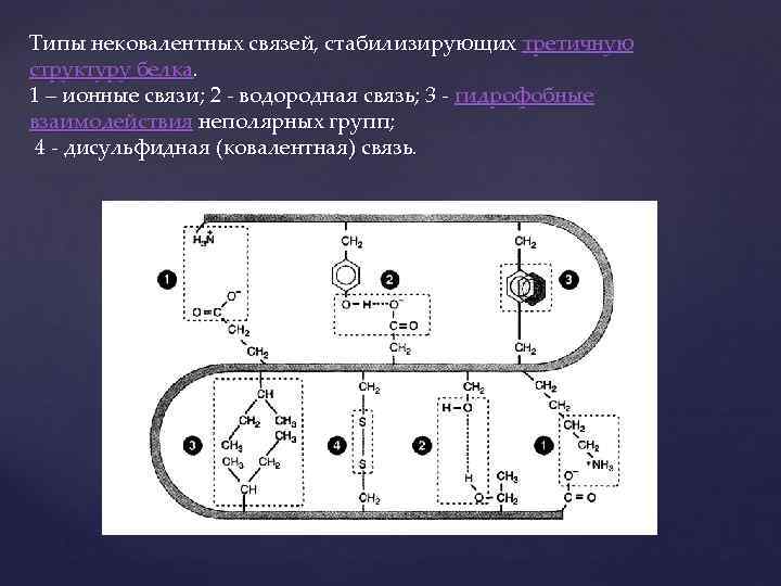 Типы нековалентных связей, стабилизирующих третичную структуру белка. 1 – ионные связи; 2 - водородная