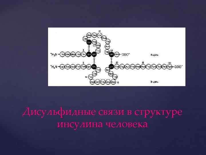 Дисульфидные связи в структуре инсулина человека 