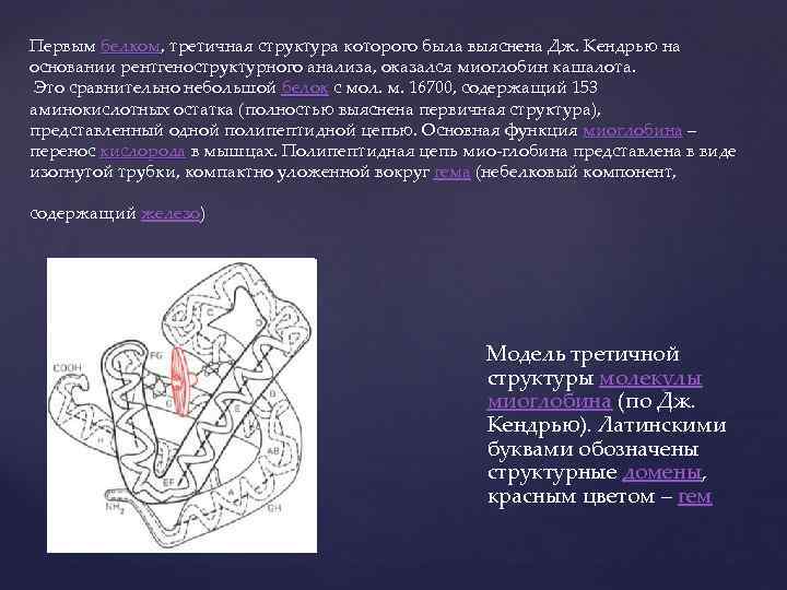 Первым белком, третичная структура которого была выяснена Дж. Кендрью на основании рентгеноструктурного анализа, оказался