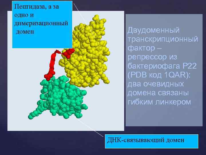 Пептидаза, а за одно и димеризационный домен Двудоменный транскрипционный фактор – репрессор из бактериофага