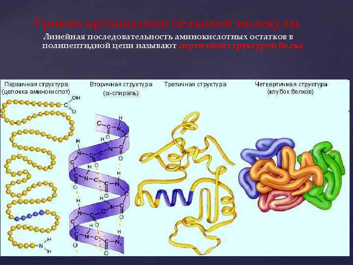 Уровни организации белковой молекулы. Линейная последовательность аминокислотных остатков в полипептидной цепи называют первичной структурой