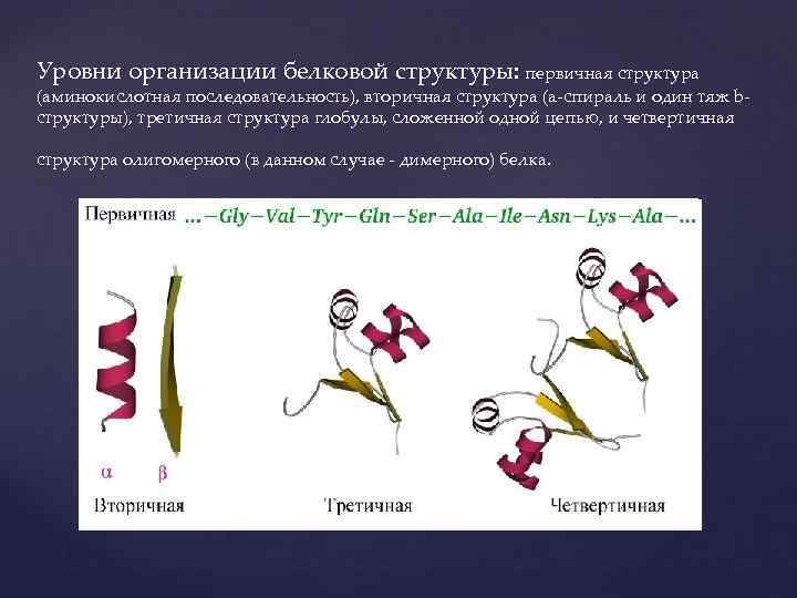 Уровни организации белковой структуры: первичная структура (аминокислотная последовательность), вторичная структура (a-спираль и один тяж