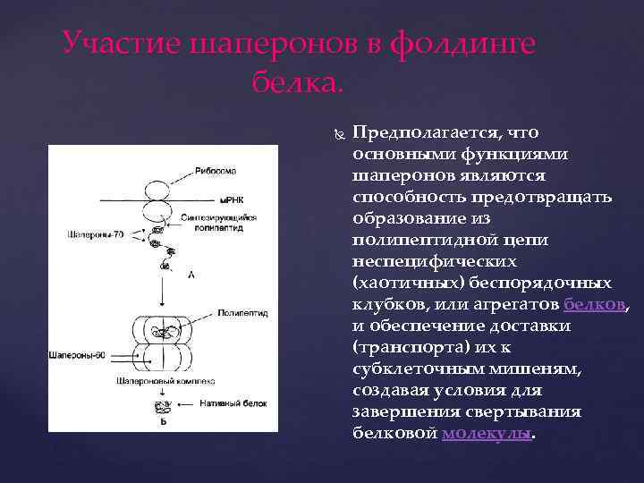 Участие шаперонов в фолдинге белка. Предполагается, что основными функциями шаперонов являются способность предотвращать образование