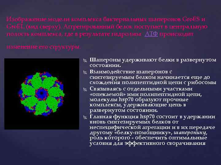 Изображение модели комплекса бактериальных шаперонов Gro. ES и Gro. EL (вид сверху). Аггрегированный белок