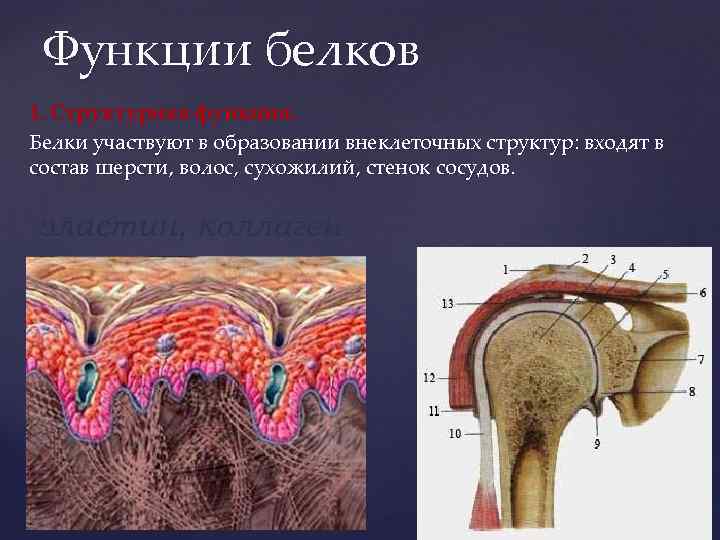 Функции белков 1. Структурная функция. Белки участвуют в образовании внеклеточных структур: входят в состав