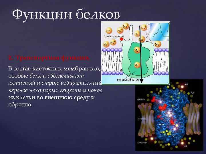 Функции белков 2. Транспортная функция. В состав клеточных мембран входят особые белки, обеспечивают активный