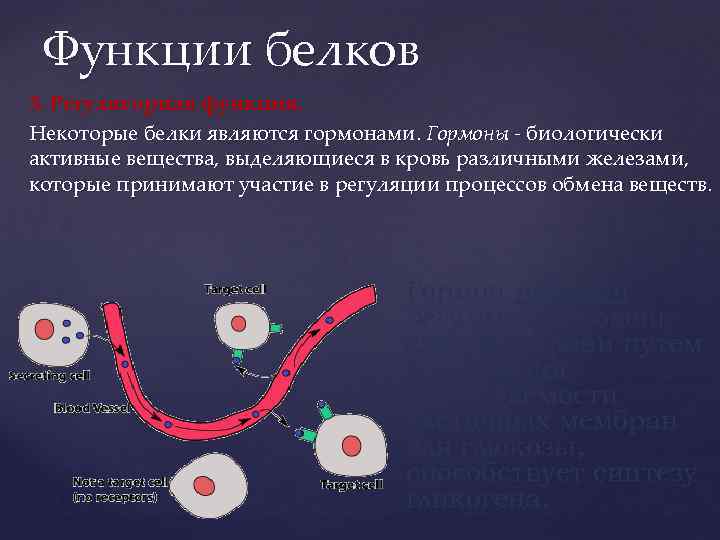 Функции белков 3. Регуляторная функция. Некоторые белки являются гормонами. Гормоны - биологически активные вещества,