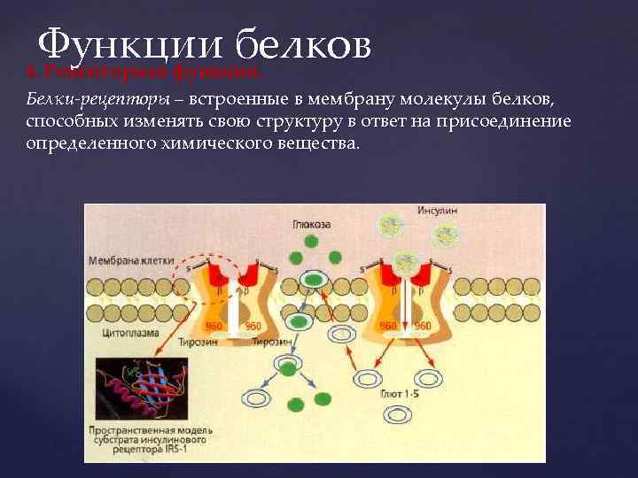 Транспортная функция белка. Функции белков рецепторов примеры. Рецепторная функция белка. Рецепторные белки функции. Белки функции кратко.