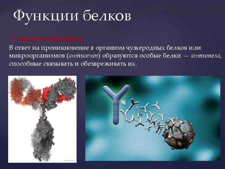 Функции белков 5. Защитная функция. В ответ на проникновение в организм чужеродных белков или