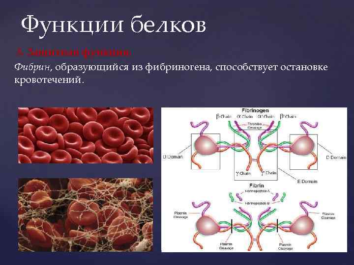 Функции белков 5. Защитная функция. Фибрин, образующийся из фибриногена, способствует остановке кровотечений. 