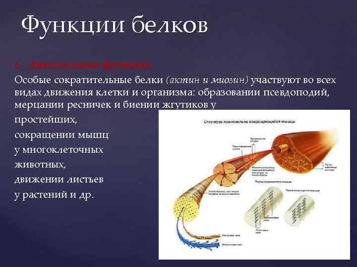 Сократительные белки