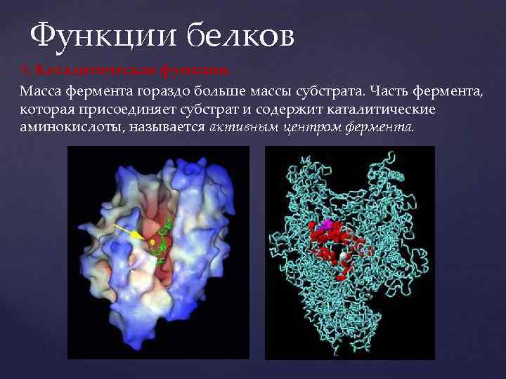 Функции белков 9. Каталитическая функция. Масса фермента гораздо больше массы субстрата. Часть фермента, которая