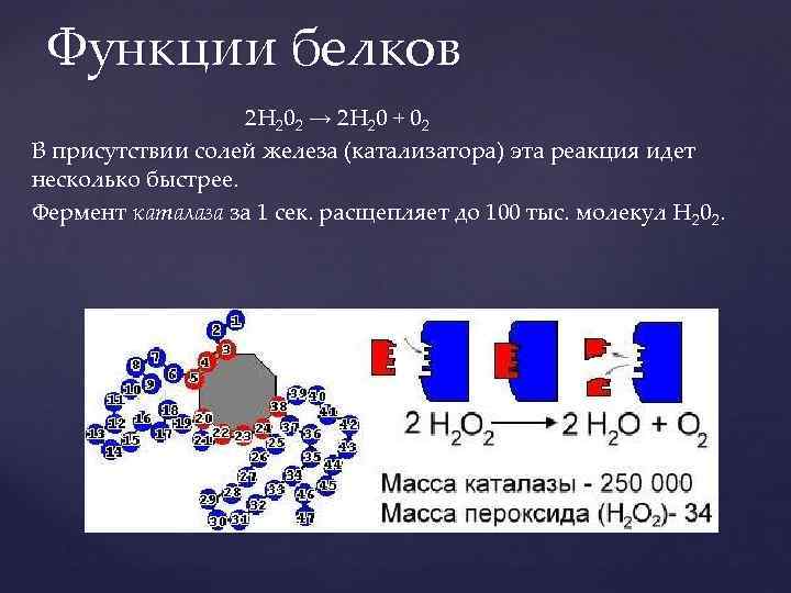 Функции белков 2 Н 202 → 2 Н 20 + 02 В присутствии солей