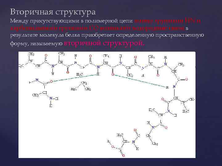 Вторичная структура Между присутствующими в полимерной цепи амино-группами HN и карбонильными группами CO возникают