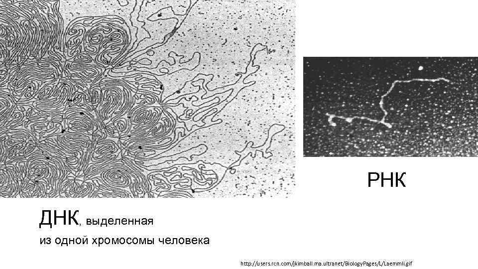 РНК ДНК, выделенная из одной хромосомы человека http: //users. rcn. com/jkimball. ma. ultranet/Biology. Pages/L/Laemmli.