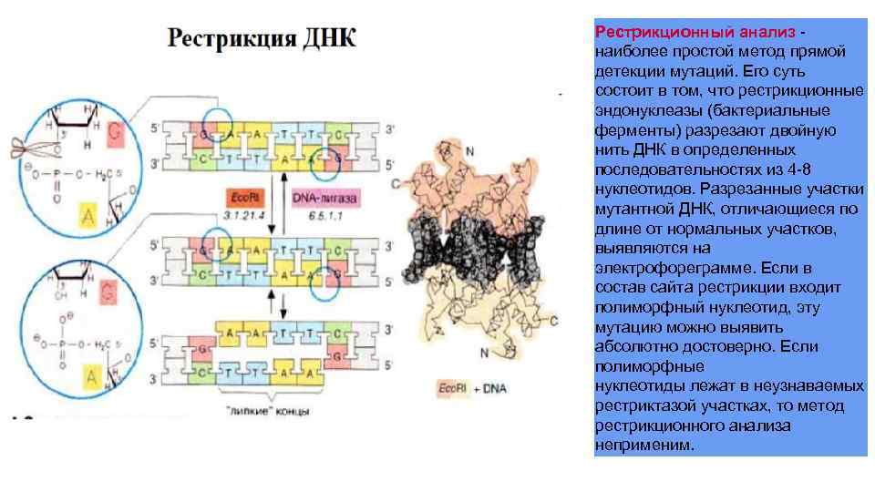 Рестрикционный анализ наиболее простой метод прямой детекции мутаций. Его суть состоит в том, что