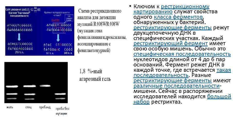  • Ключом к рестрикционному картированию служат свойства одного класса ферментов, обнаруженных у бактерий.