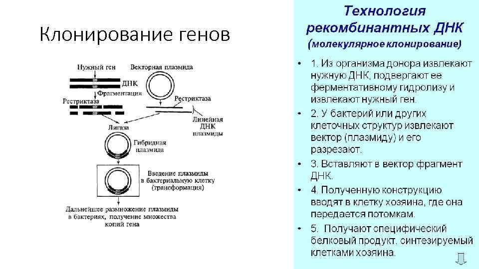 Клонирование генов 