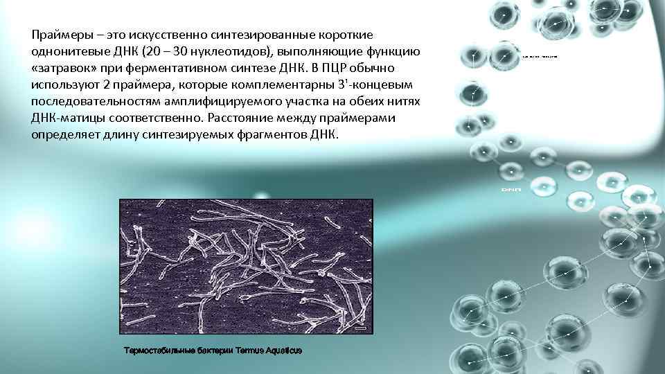 Праймеры – это искусственно синтезированные короткие однонитевые ДНК (20 – 30 нуклеотидов), выполняющие функцию