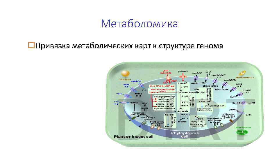 Метаболомика o. Привязка метаболических карт к структуре генома 