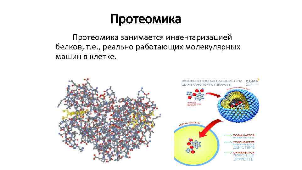 Протеомика занимается инвентаризацией белков, т. е. , реально работающих молекулярных машин в клетке. 