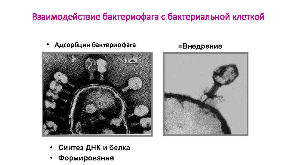 Взаимодействие бактериофага с бактериальной клеткой • Адсорбция бактериофага • Синтез ДНК и белка •