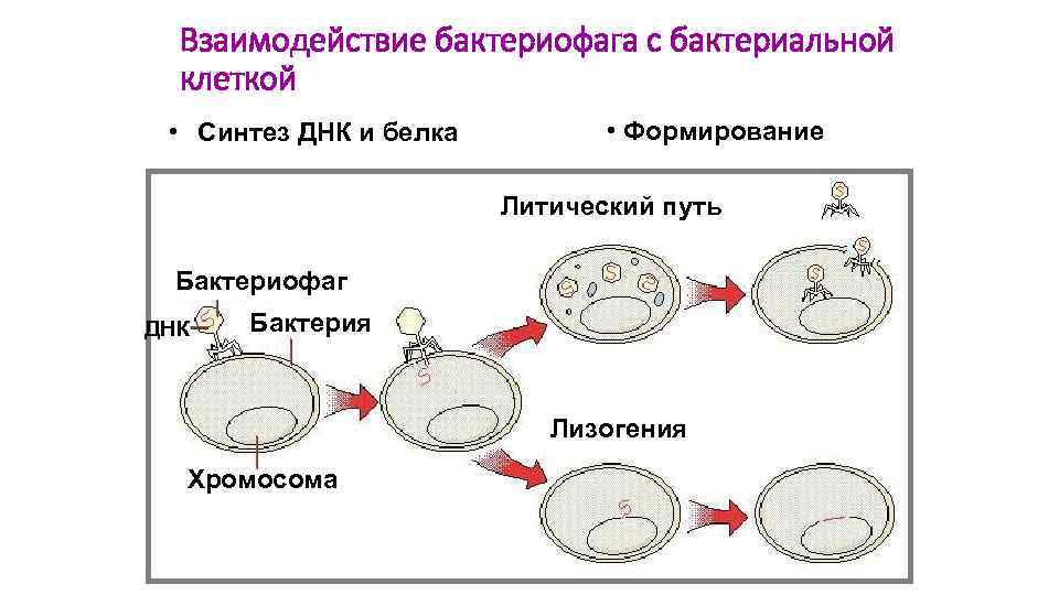 Взаимодействие бактериофага с бактериальной клеткой • Синтез ДНК и белка • Формирование Литический путь