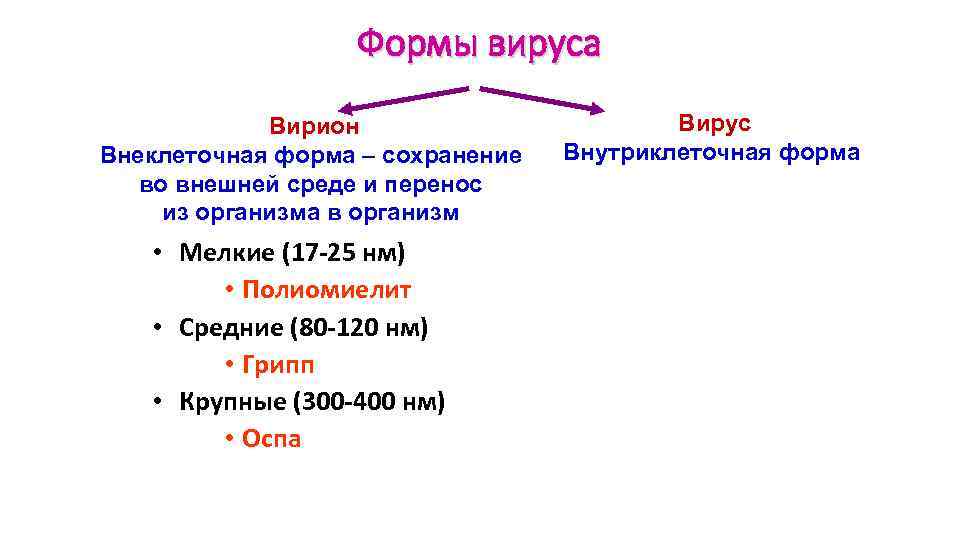 Формы вируса Вирион Внеклеточная форма – сохранение во внешней среде и перенос из организма