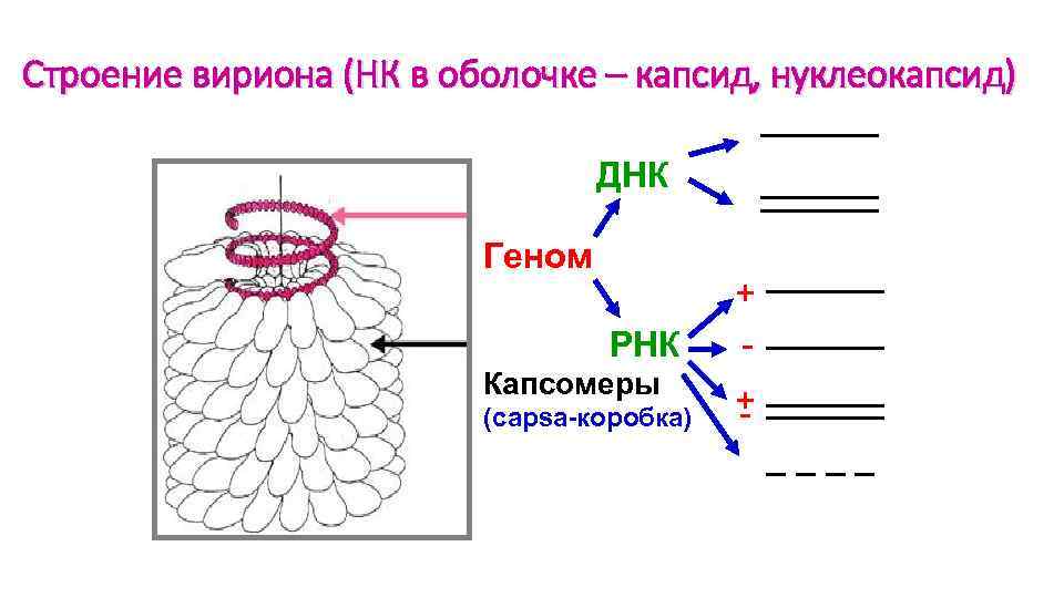 Строение вириона (НК в оболочке – капсид, нуклеокапсид) ______ ДНК Геном ______ РНК Капсомеры