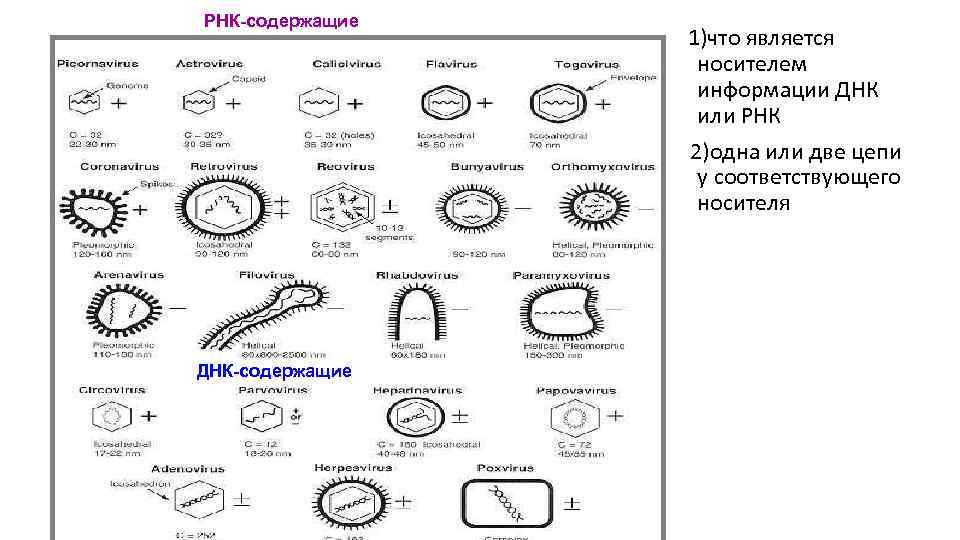 РНК-содержащие ДНК-содержащие 1)что является носителем информации ДНК или РНК 2)одна или две цепи у