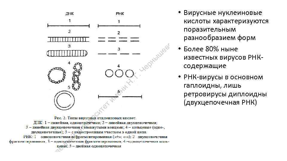  • Вирусные нуклеиновые кислоты характеризуются поразительным разнообразием форм • Более 80% ныне известных