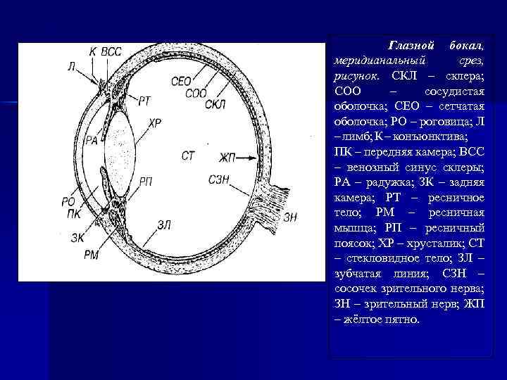 На рисунке оболочка обозначена цифрой