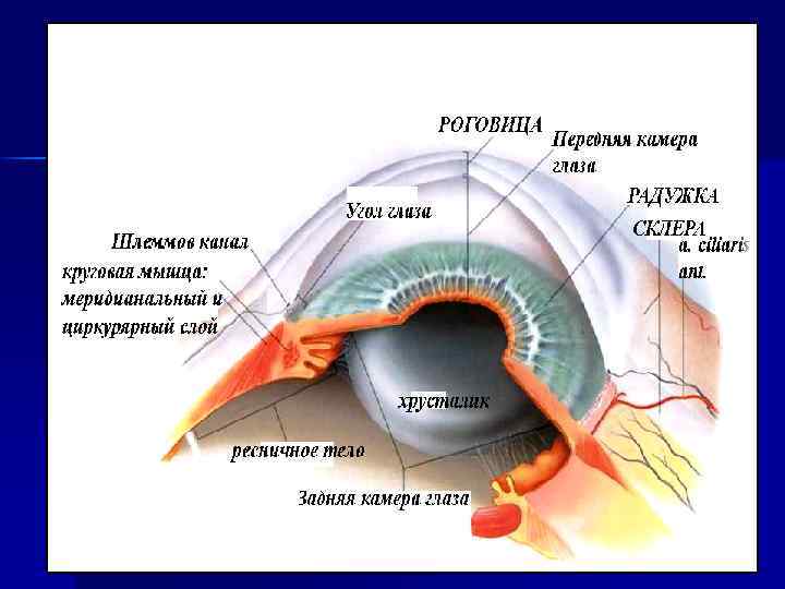 Функции передней камеры глаза. Задняя камера глазного яблока. Анатомия. Передняя и задняя камеры глаза. Анатомия передней камеры глаза. Строение глаза камеры глаза.
