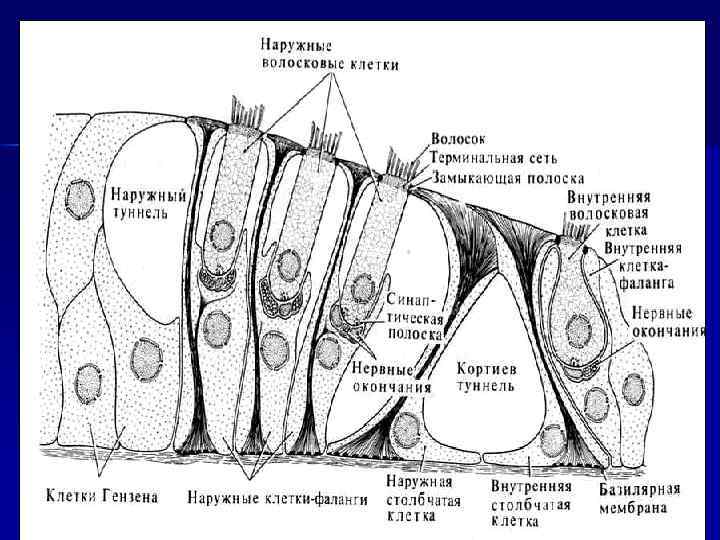 Схема строения волосковых клеток