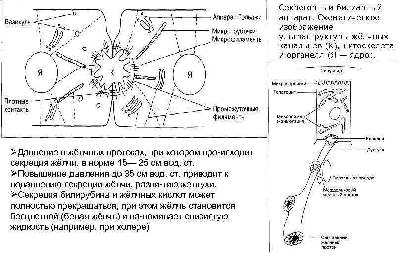 Секреторный билиарный аппарат. Схематическое изображение ультраструктуры жёлчных канальцев (К), цитоскелета и органелл (Я —