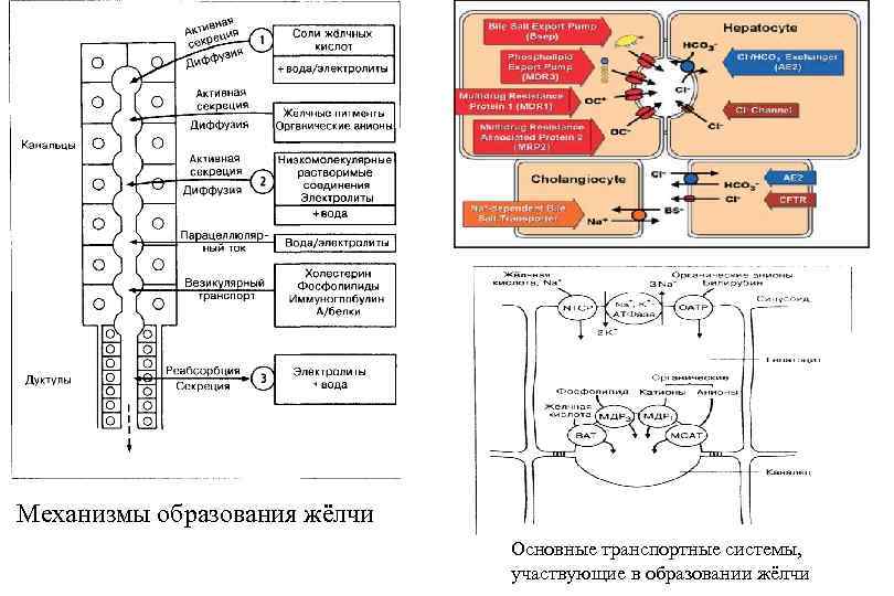 Схема образование желчи в печени