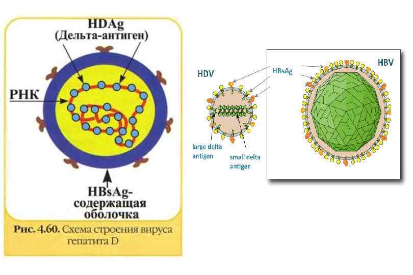 Гепатит д это. Строение вируса гепатита Дельта. Схема строения вируса гепатита д. Вирус гепатита d строение. Вирус гепатита д микробиология.