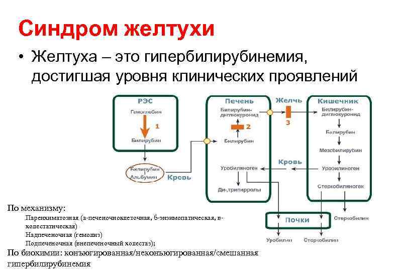 Синдром желтухи • Желтуха – это гипербилирубинемия, достигшая уровня клинических проявлений По механизму: Паренхиматозная