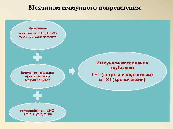 Реакции иммунного повреждения. Механизмы иммунного повреждения. Типу II иммунного повреждени. 1 Тип иммунного повреждения. Повреждение иммунными комплексами.