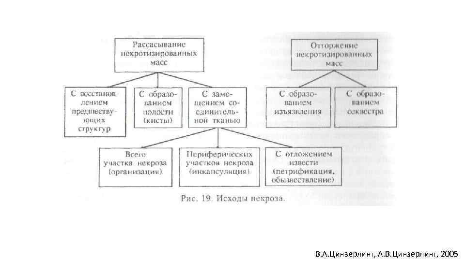 В. А. Цинзерлинг, А. В. Цинзерлинг, 2005 