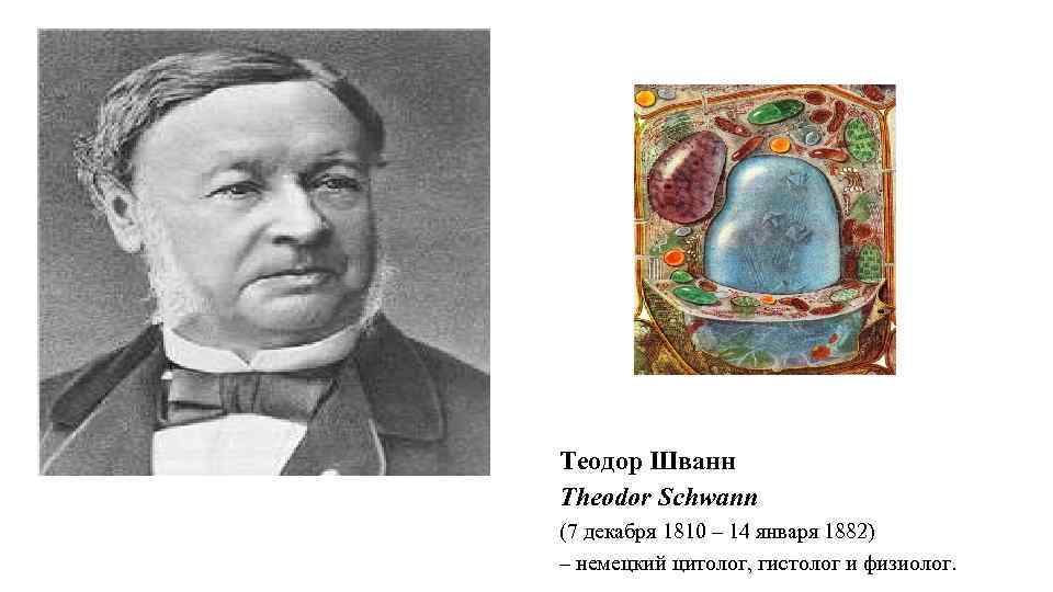 Теодор Шванн Theodor Schwann (7 декабря 1810 – 14 января 1882) – немецкий цитолог,