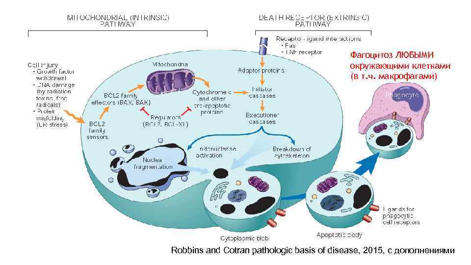Фагоцитоз ЛЮБЫМИ окружающими клетками (в т. ч. макрофагами) Robbins and Cotran pathologic basis of